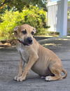 adoptable Dog in  named COSMO