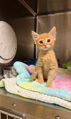 adoptable Cat in statesville, NC named TEMO