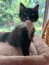 adoptable Cat in Statesville, NC named KING JULIAN