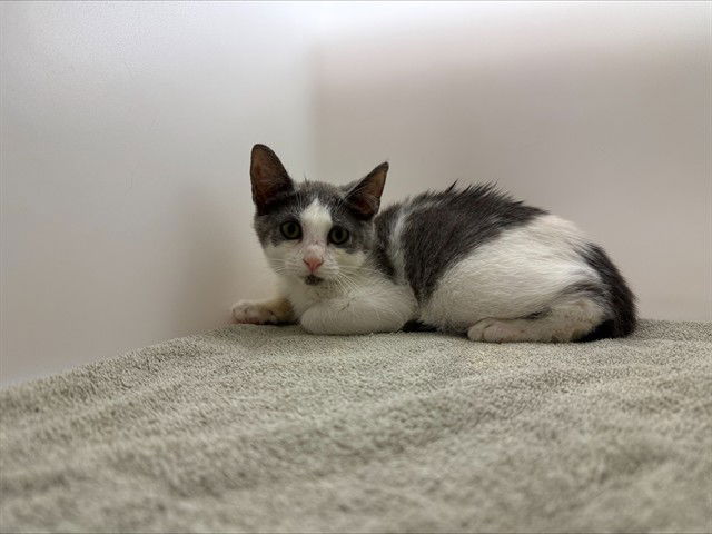 adoptable Cat in Statesville, NC named ALLY