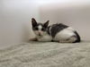 adoptable Cat in statesville, NC named ALLY