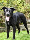 adoptable Dog in  named MOOSE