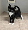 adoptable Cat in Statesville, NC named MIRA