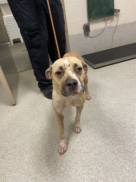 adoptable Dog in Statesville, NC named ROSE