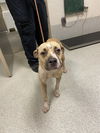 adoptable Dog in Statesville, NC named ROSE