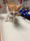 adoptable Cat in statesville, NC named ALDER