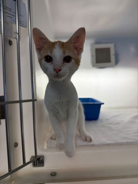 adoptable Cat in Statesville, NC named ALDER