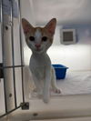 adoptable Cat in Statesville, NC named ALDER