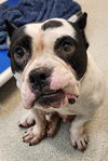 adoptable Dog in statesville, NC named BUBBIE