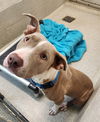 adoptable Dog in statesville, NC named BIRDIE
