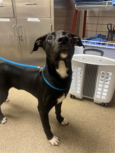 adoptable Dog in Statesville, NC named NERO