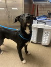 adoptable Dog in Statesville, NC named NERO