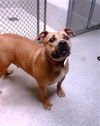 adoptable Dog in Statesville, NC named ERIN