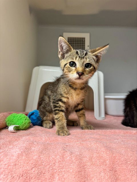 adoptable Cat in Statesville, NC named ACKLEY