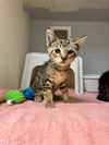 adoptable Cat in statesville, NC named ACKLEY