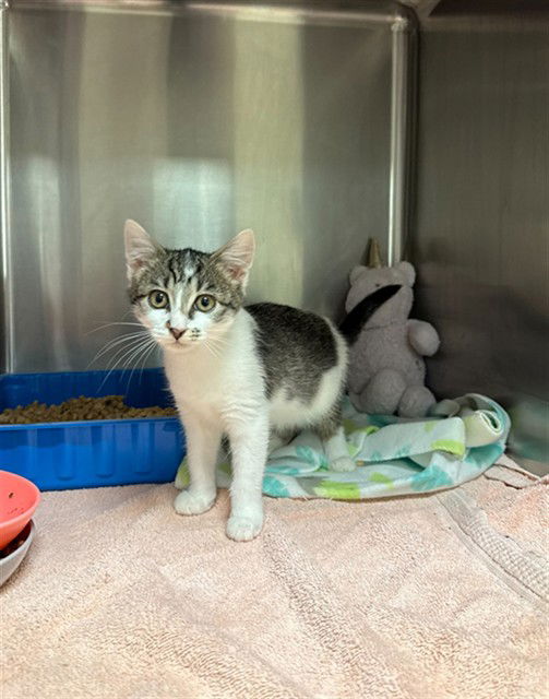 adoptable Cat in Statesville, NC named FARYLINA