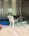 adoptable Cat in Statesville, NC named FARYLINA