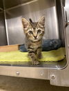 adoptable Cat in Statesville, NC named HOZIER