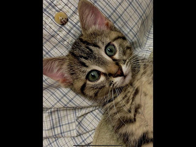 adoptable Cat in Statesville, NC named PATTY CAKE