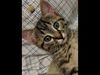 adoptable Cat in Statesville, NC named PATTY CAKE