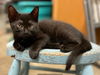 adoptable Cat in statesville, NC named BECKY