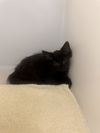 adoptable Cat in statesville, NC named ACKER
