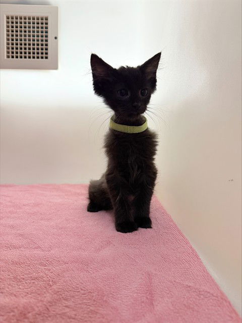 adoptable Cat in Statesville, NC named RAZZLE