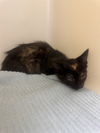 adoptable Cat in statesville, NC named ASTER