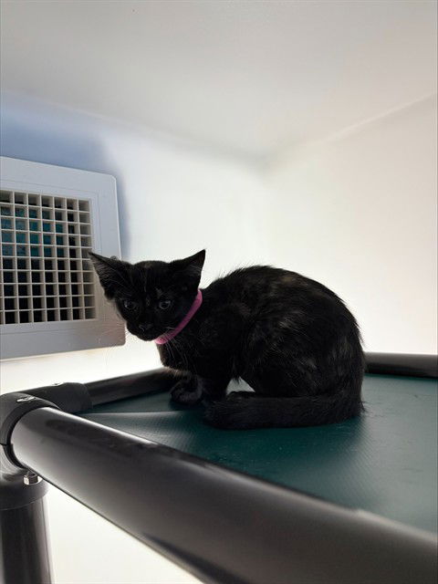 adoptable Cat in Statesville, NC named ASTER