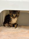 adoptable Cat in statesville, NC named BOOTS