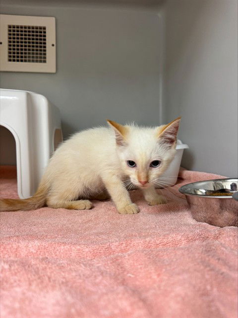 adoptable Cat in Statesville, NC named ALON