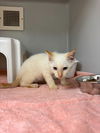 adoptable Cat in statesville, NC named ALON