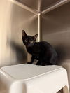 adoptable Cat in statesville, NC named SASHA