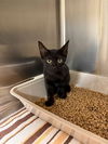 adoptable Cat in statesville, NC named BATMAN