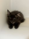 adoptable Cat in  named RAZZLE