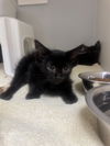 adoptable Cat in  named DAZZLE