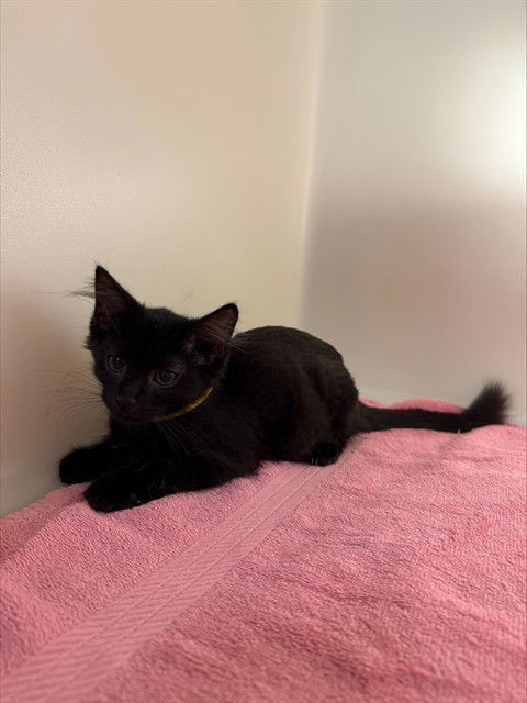 adoptable Cat in Statesville, NC named DAZZLE