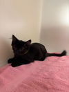 adoptable Cat in Statesville, NC named DAZZLE