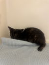 adoptable Cat in  named ZOLA