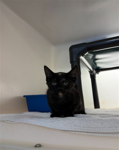 adoptable Cat in Statesville, NC named ZOLA