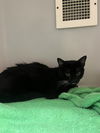 adoptable Cat in Statesville, NC named JASPAR