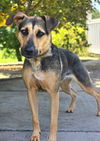 adoptable Dog in Statesville, NC named AVA