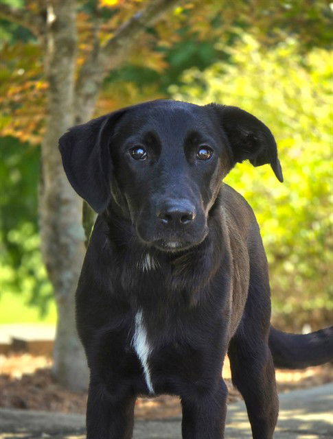 adoptable Dog in Statesville, NC named ROMAN