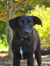 adoptable Dog in  named ROMAN