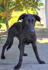 adoptable Dog in  named RAINE