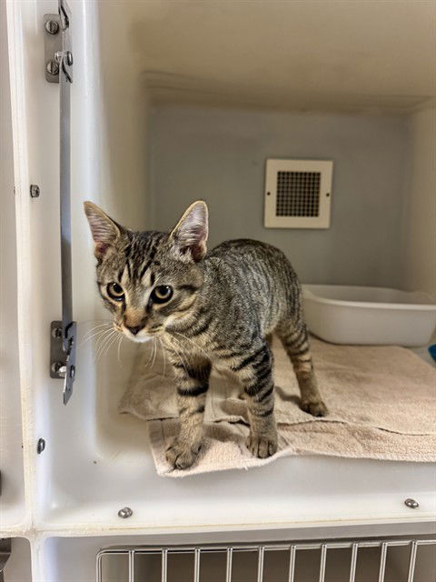 adoptable Cat in Statesville, NC named TED