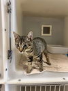 adoptable Cat in statesville, NC named TED