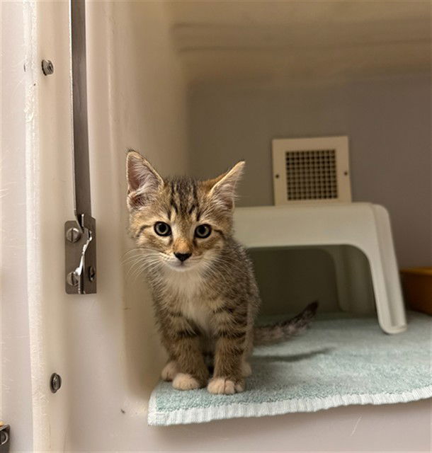 adoptable Cat in Statesville, NC named AISHA