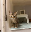 adoptable Cat in Statesville, NC named AISHA