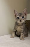 adoptable Cat in statesville, NC named RIVEN